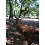 Wildpark_2c_8.jpg
